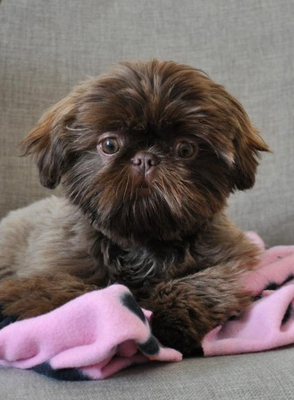 Shi Tzu