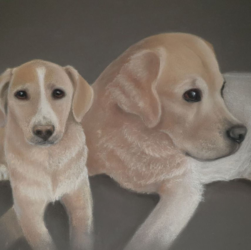 Hundeportrait