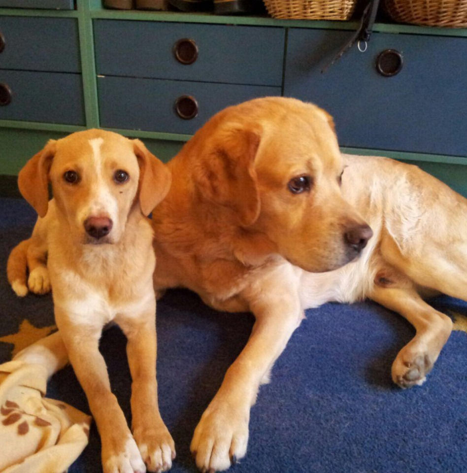 Labrador