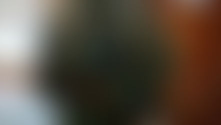 A Live Christmas Tree