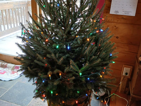 A Live Christmas Tree