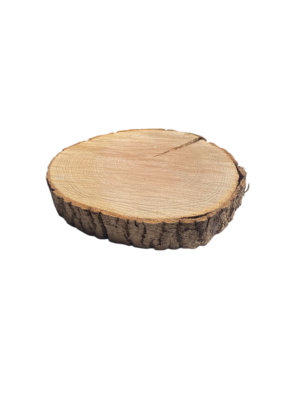 Holzbaumscheiben Eiche Natur