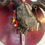 Thumbnail: Camoflauge