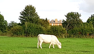 downHallwCow.jpg