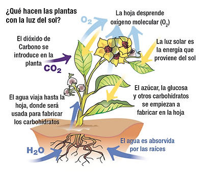 Plantas