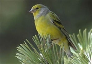 Aves