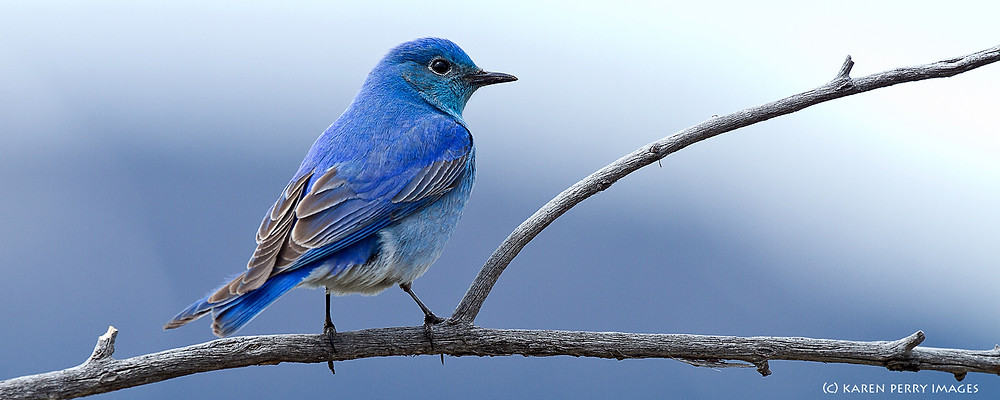 The Songbird The Songbird