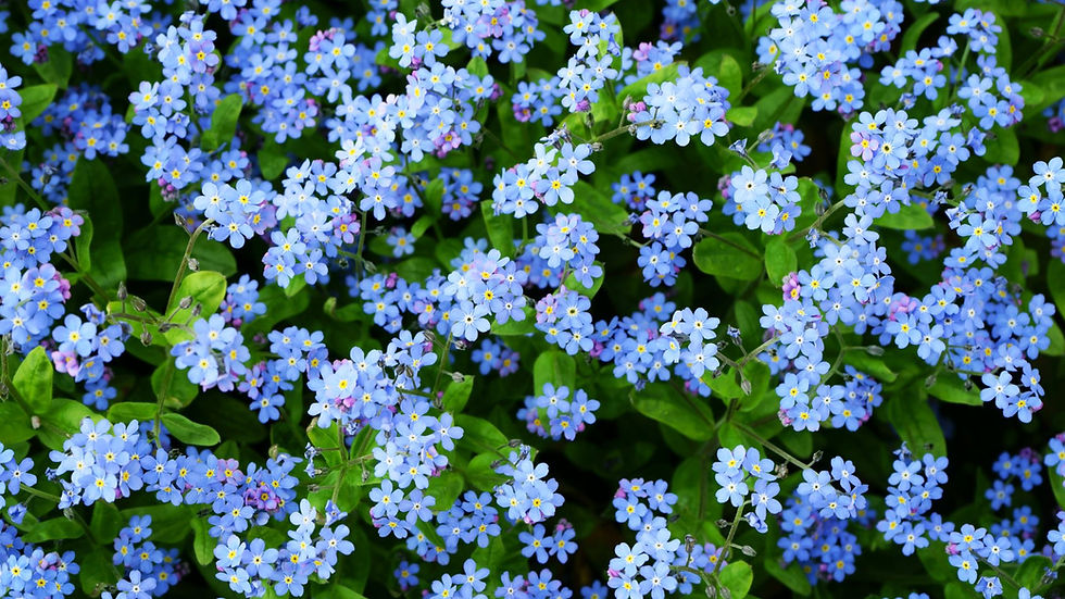 Support Group for Survivors of Homicide Loss