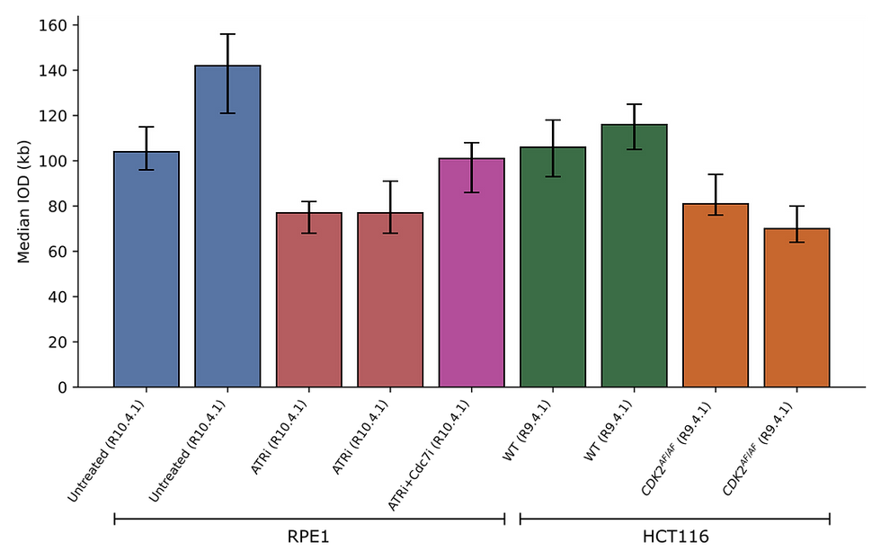 Each bar represents a single sequencing run with 95% confidence intervals shown. ATRi treatment (8 hours; 1000 nM BAY1895344), ATRi+Cdc7i treatment (8h; 1000 nM BAY1895433 + 0.5 μM TAK). 