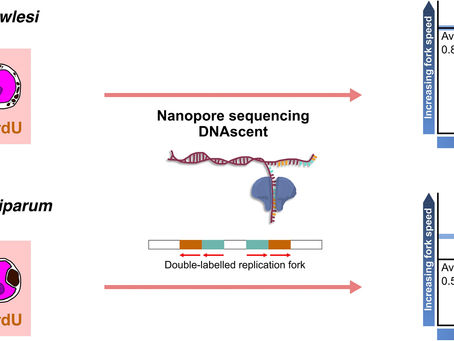 Comparison of the DNA replication dynamics between two very different malaria parasites