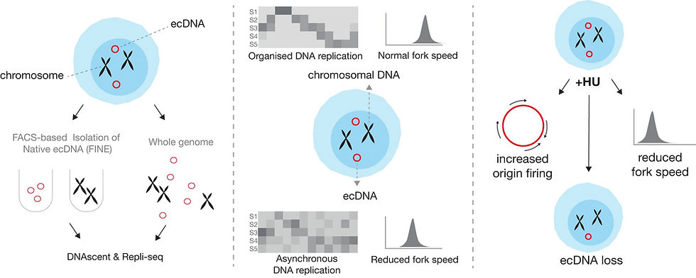 The first map of replication fork movement across extrachromosomal DNA