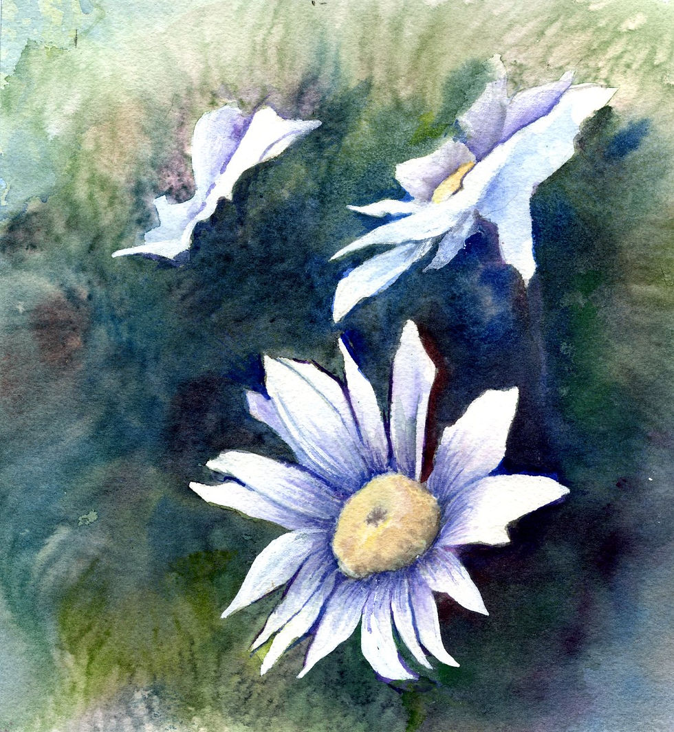 Whirlwind Daisies042