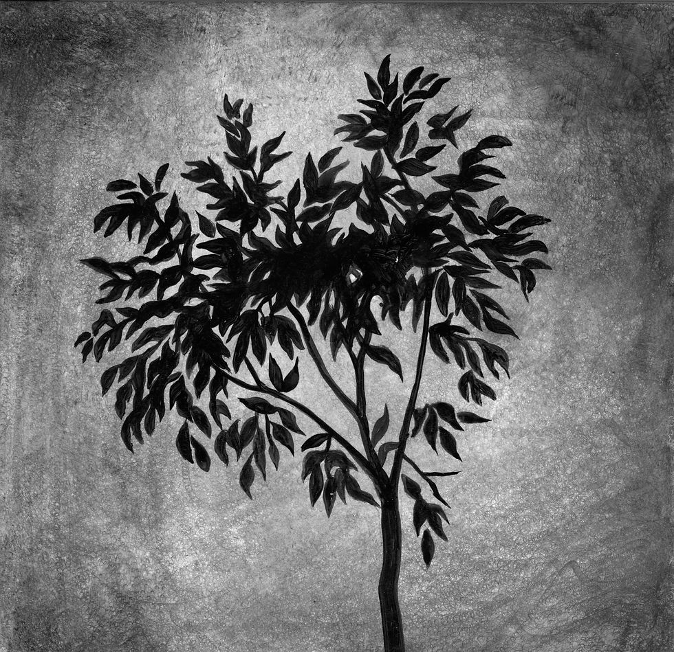 Fiscus Tree #2 black
