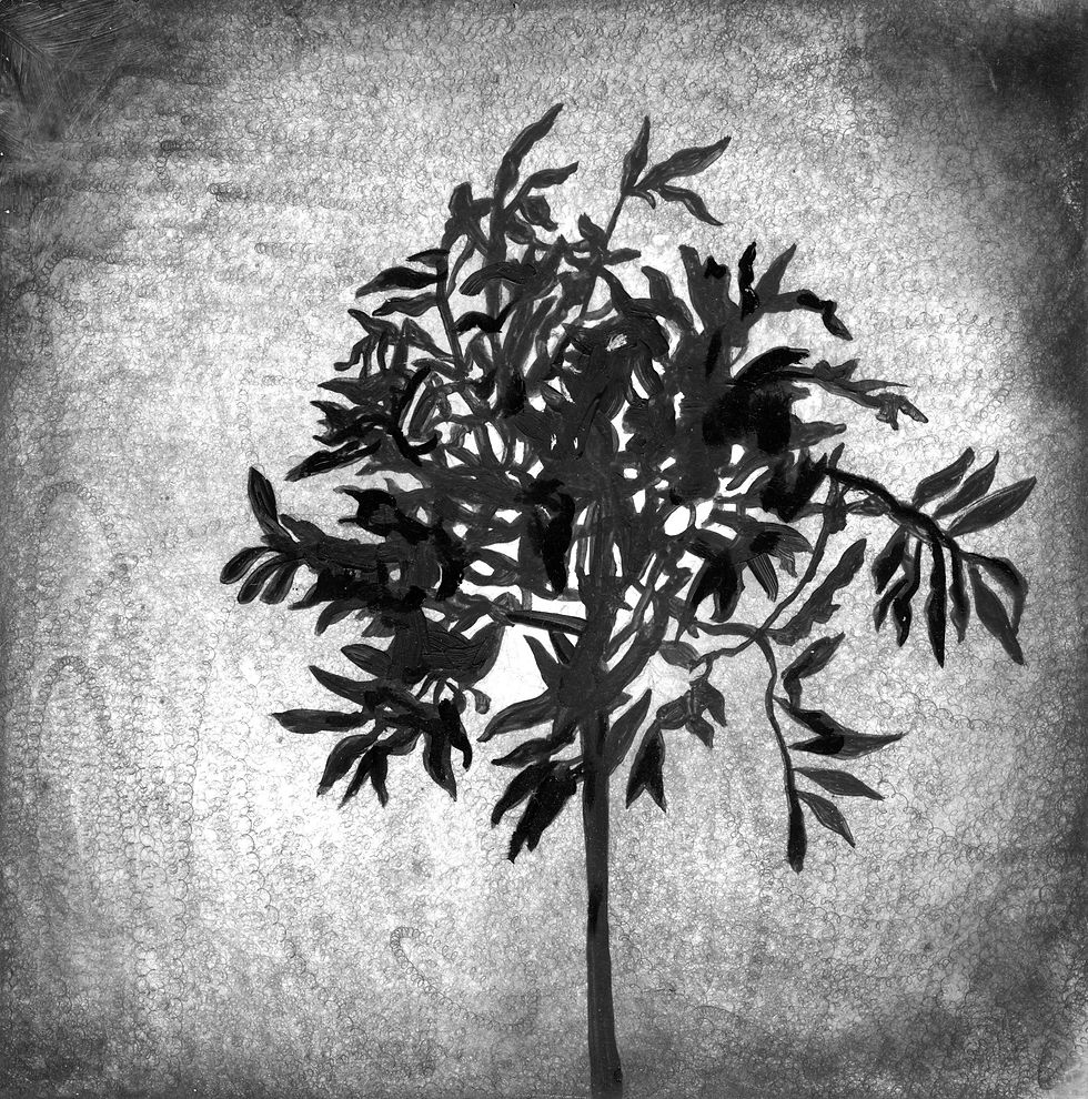 Fiscus Tree #1