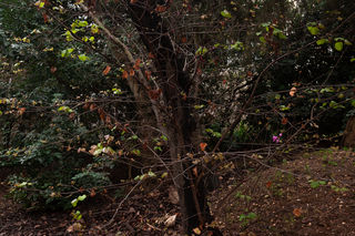 תמונה 2- עץ עם פרח.jpg