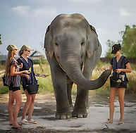 Elephant Jungle Sanctuary Pattaya – Ethical Wildlife Encounter