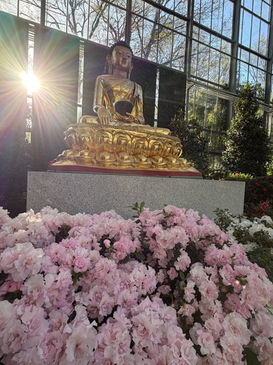 Yin Yang Yoga mit Gong Entspannungsreise in der Oase der Grünen Ruhe (botanika), Bremen. Die ultimative Yoga-Auszeit vom hektischen Alltag. Mit Yogalehrerin Janice Allermann.