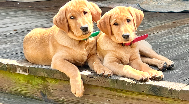Pictures of River and Scarlet when they were just 8-10 weeks old. They are in Field Trial traning with Michael Demmer.