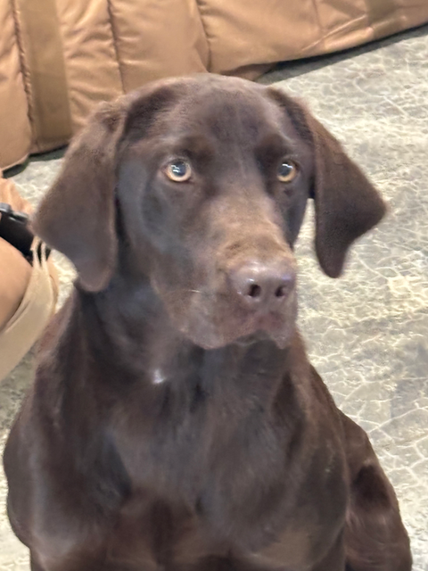 Chocolate Lab sitting attentively