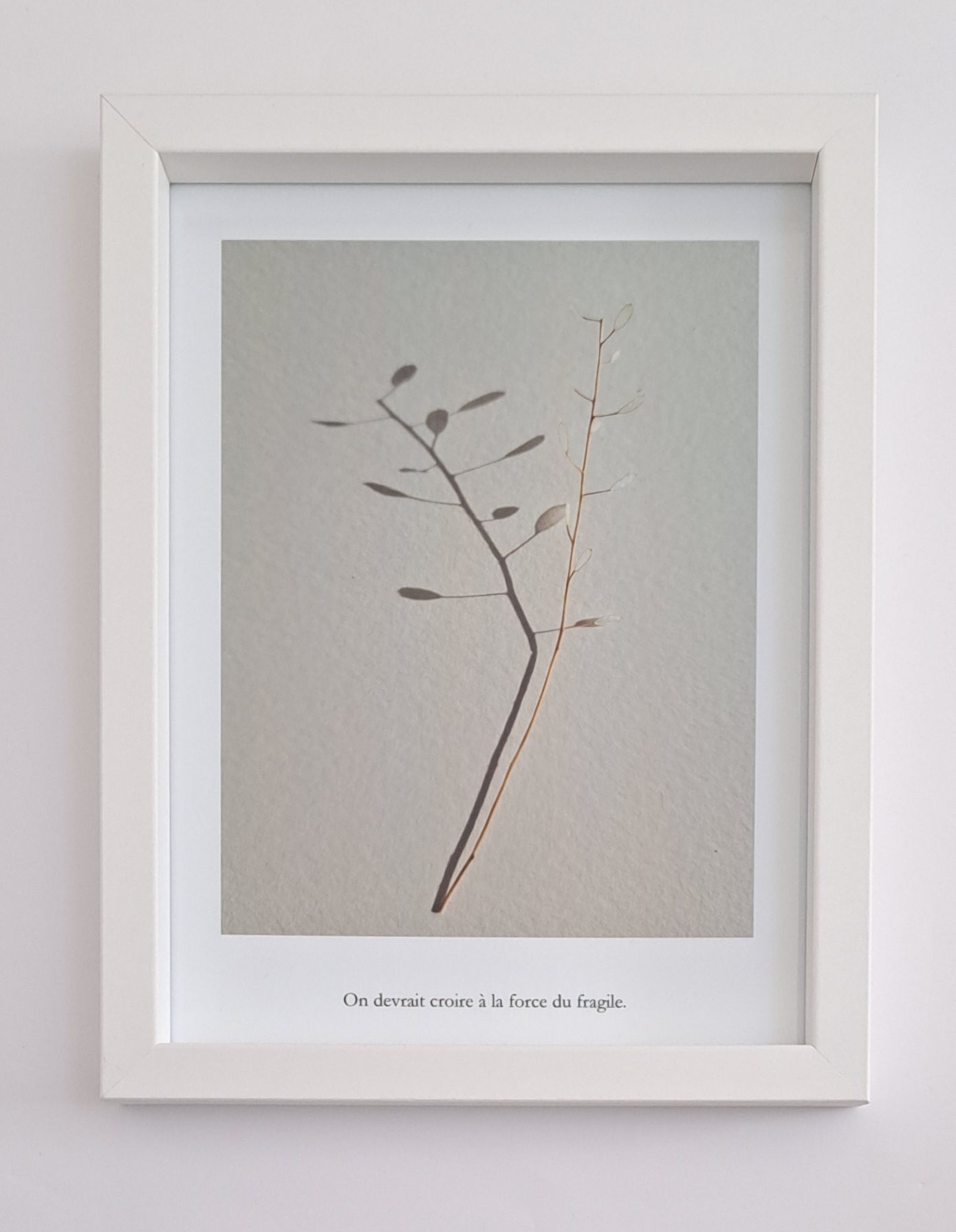 Photopoésie- On devrait croire à la force du fragile