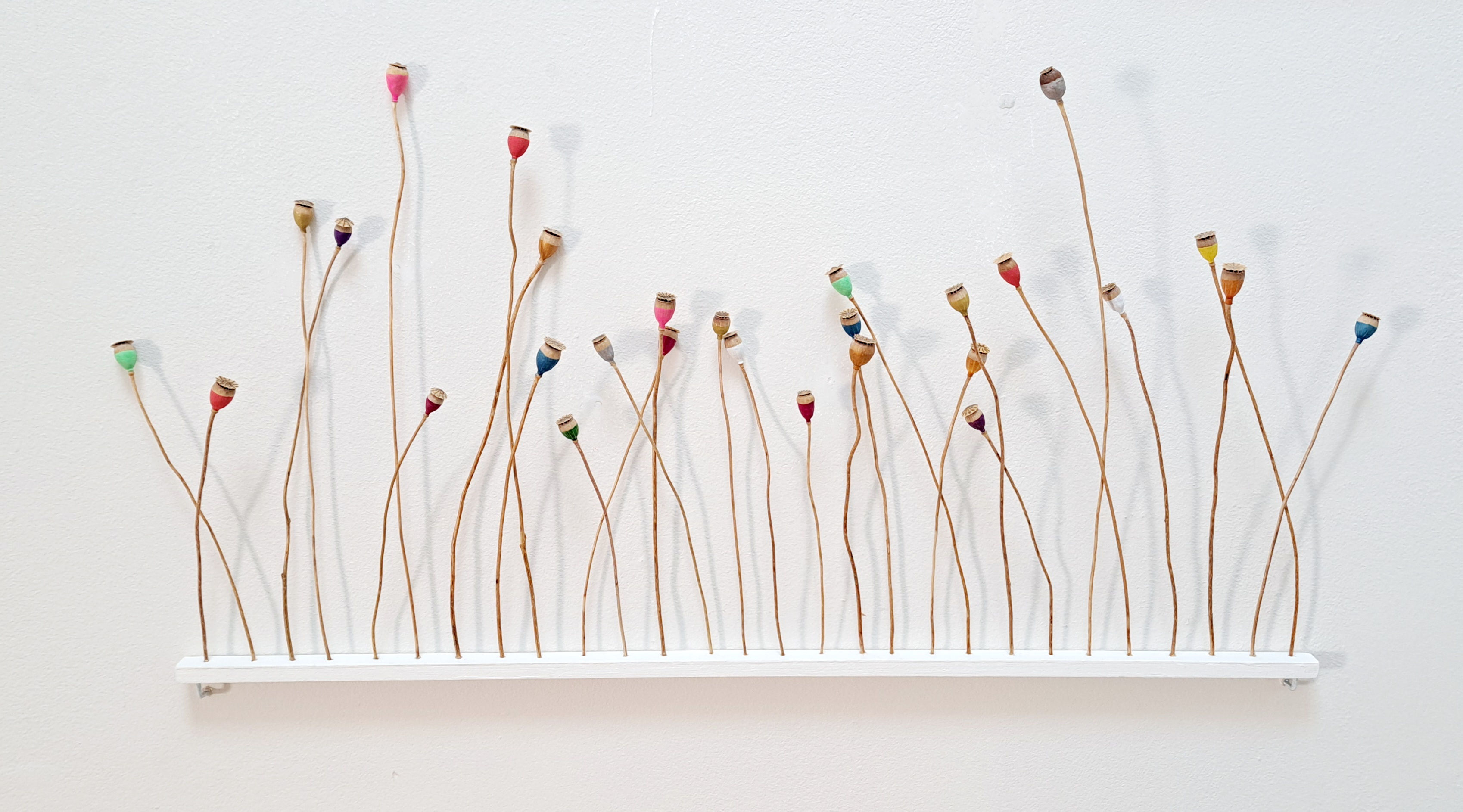 Ligne de coquelicots