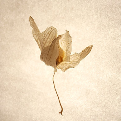 Photographie végétaux