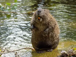 Esta ciudad tenía un problema de inundaciones. Así que recurrió a un animal que se había extinguido allí hacía 400 años