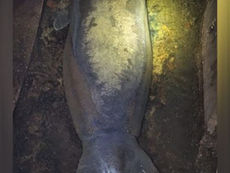 Así rescataron a un manatí de 186 kg atascado en un desagüe de Florida