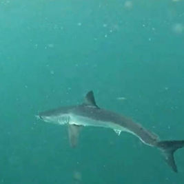 Un raro tiburón en peligro de extinción se luce en Ipanema