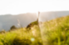 Yoga im Naturpark Mürzer Oberland (C)_nixxipixx-
