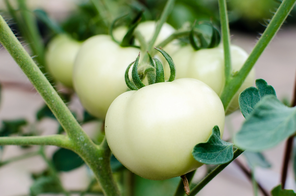 glutathione in tomato Jam Tomato, Glutathione & Collagen Soap – 65 g - دار الأميرات main image 1