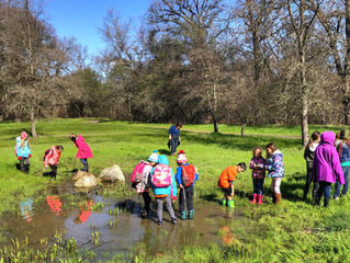 The Curiosity Collective: Outdoor Education and Classes - Rocklin, CA