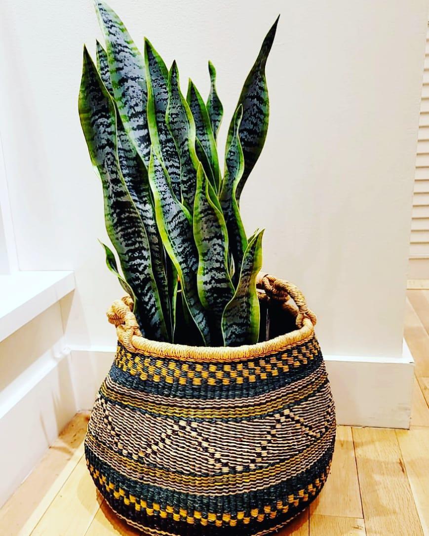 How to reshape and care for Bolga Baskets