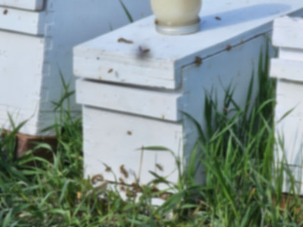 5-Frame Nucleus Hives – Limited Availability*