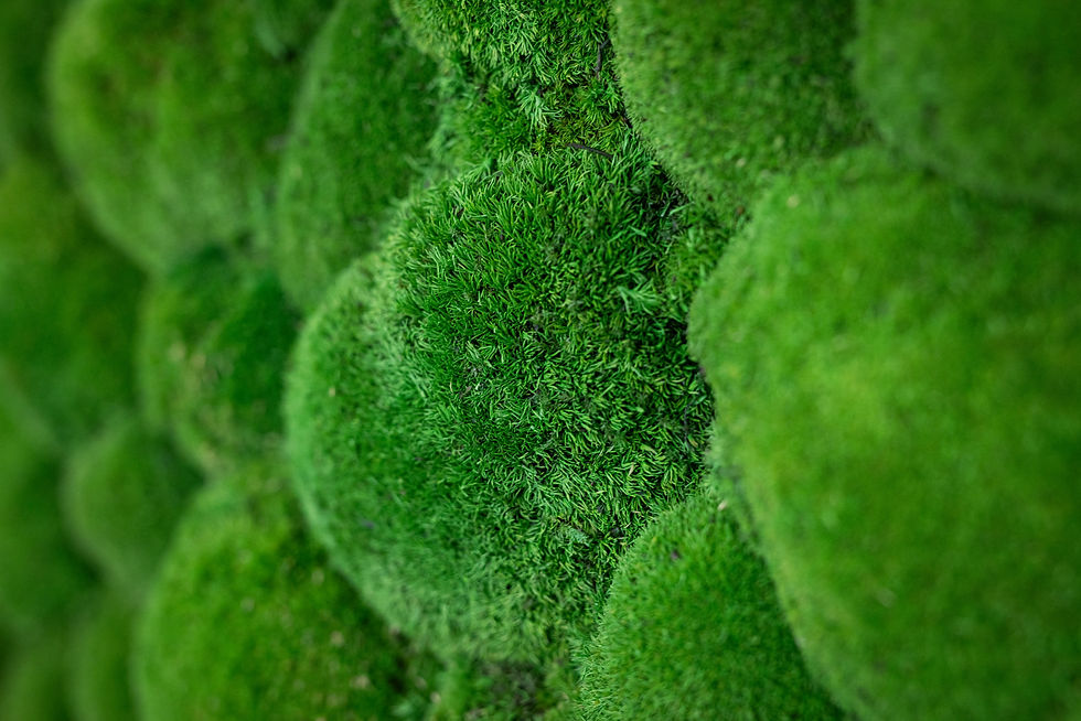 Moss Wall Artwork