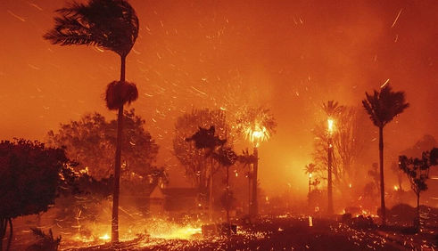 Compressed - LA palms.jpg