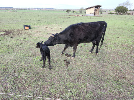 Velvet Delivers First