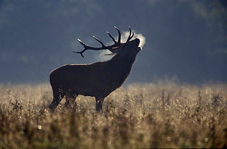 imag_2208_la_berrea_en_extremadura_01