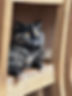 IMG_1175.jpeg