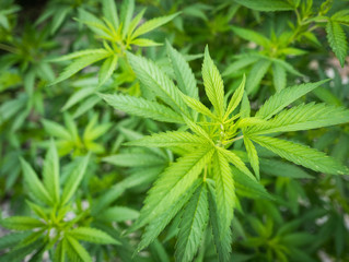 Pain Relief from Cannabis Flavonoids