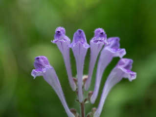 Chinese Herb Combination Kills COVID