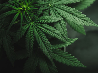 Marijuana Compounds Remove Alzheimer's Proteins from the Brain