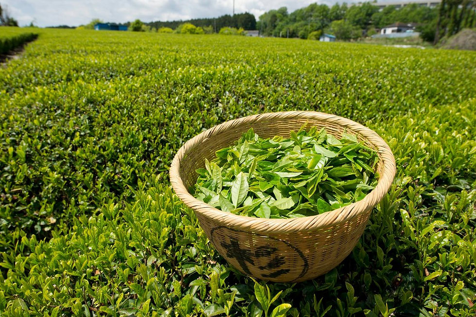 縮圖：綠茶素(兒茶素)Green Tea EGCg