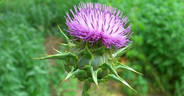 縮圖：奶薊草(水飛薊) Milk Thistle
