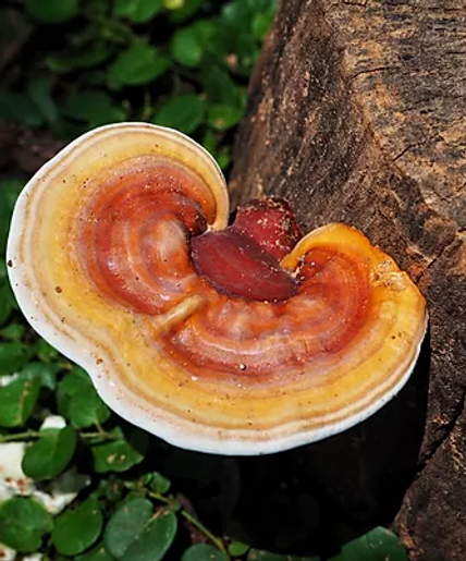 Ganoderma Lucidum.webp
