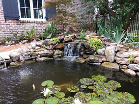 Koi Pond