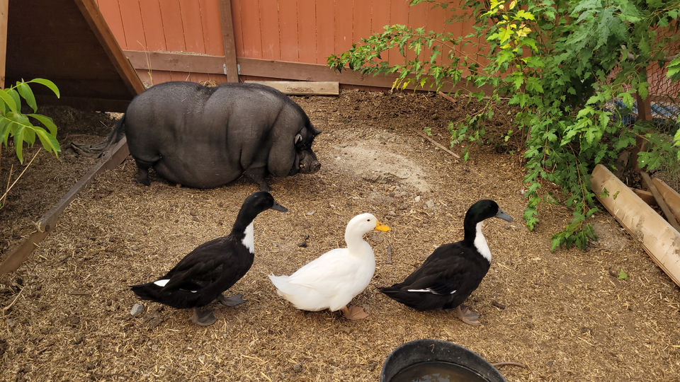 Long-Haggerty Animal Care Foundation Animal Sanctuary Penticton