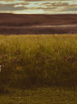 Worship Preview 3.22.26 "Lent 5: Sheep Lost and Other Flocks"