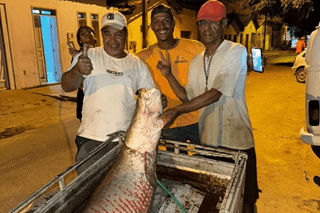 Pirarucu Gigante de 60 Quilos é Capturado em Malhada.
