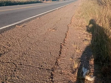 Filhotes de cães são abandonados na BR-030 e morrem atropelados.